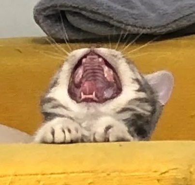 booluv ໒꒰ྀིっ˕ -｡꒱ྀི১ tweet media