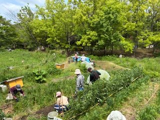 naniwaecostyle's tweet photo. 4月25日、鶴見緑地・自然体験観察園にて、なにわの伝統野菜講座の準備中です

#野菜 #畑作 #SDGs #なにわの伝統野菜
#環境学習 #環境 
#自然体験観察園 #鶴見緑地
#大阪市 #osaka https://t.co/y1Dtnus1C6