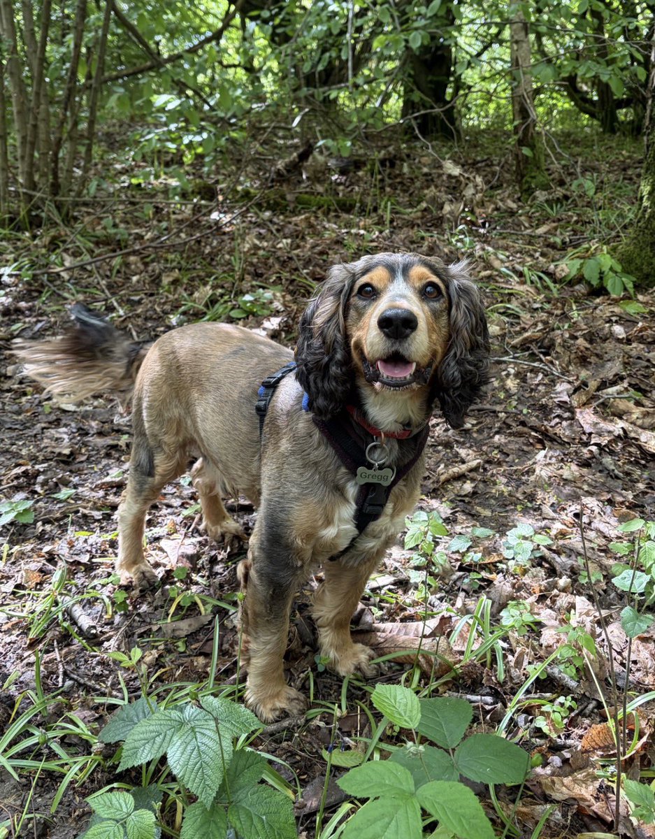 Reggie the Cocker 🐶 🐾👹 tweet media