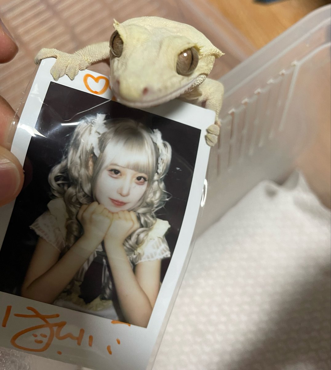 줌 tweet media