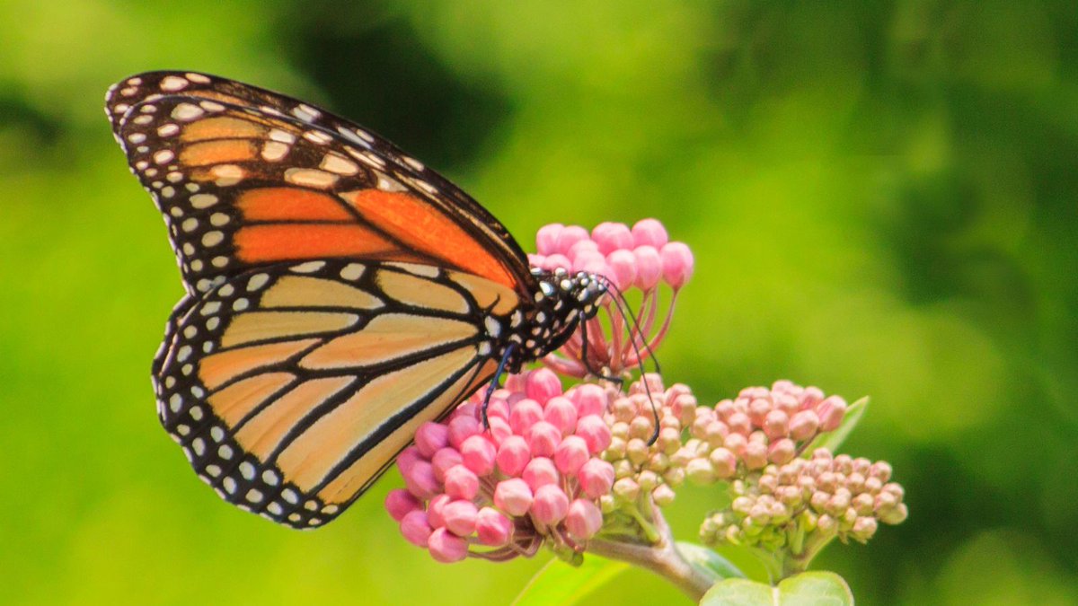 Conservation Halton tweet media