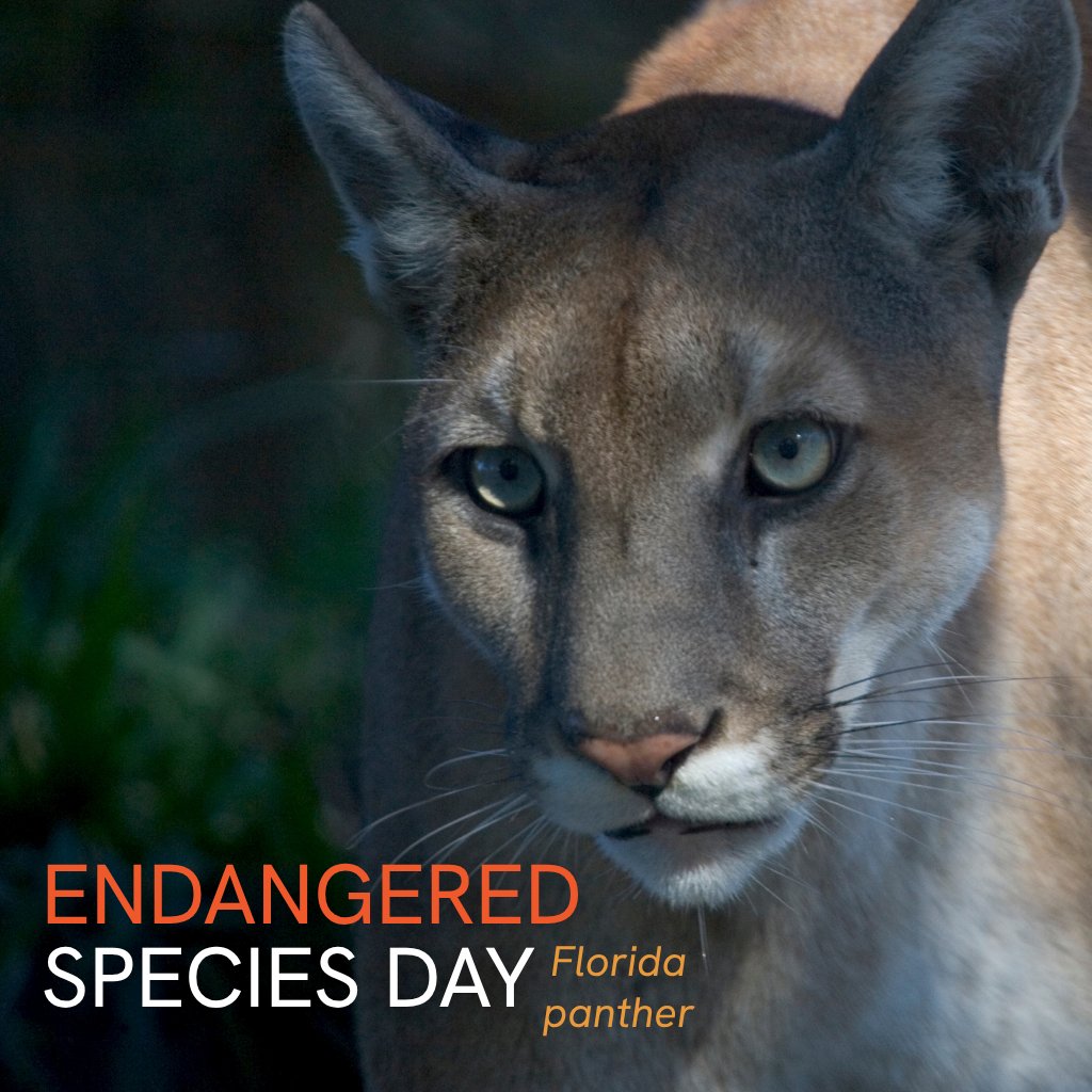 National Wildlife Federation Action Fund tweet media