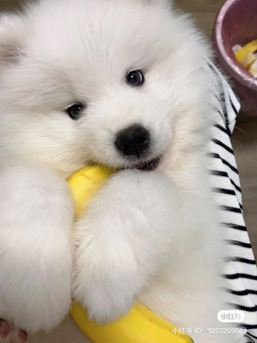 dogs so cute that could save the world tweet media