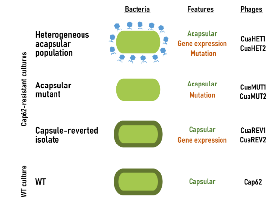 ASMicrobiology's tweet photo. By isolating phages and testing them in combination against K. pneumoniae, researchers show that the selective pressure exerted by specific phages prevents reversion in transiently resistant variants, thereby sustaining treatment efficacy. #JournalSpectrum https://t.co/nOxEOxlLHY https://t.co/k1NGrhOdFQ