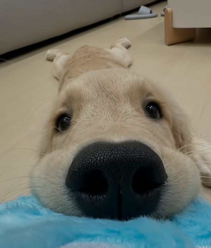 dogs so cute that could save the world tweet media