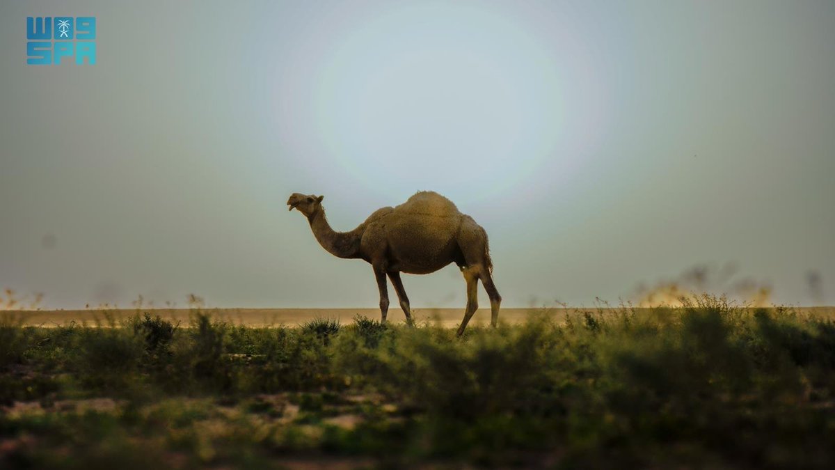 واس جودة الحياة tweet media