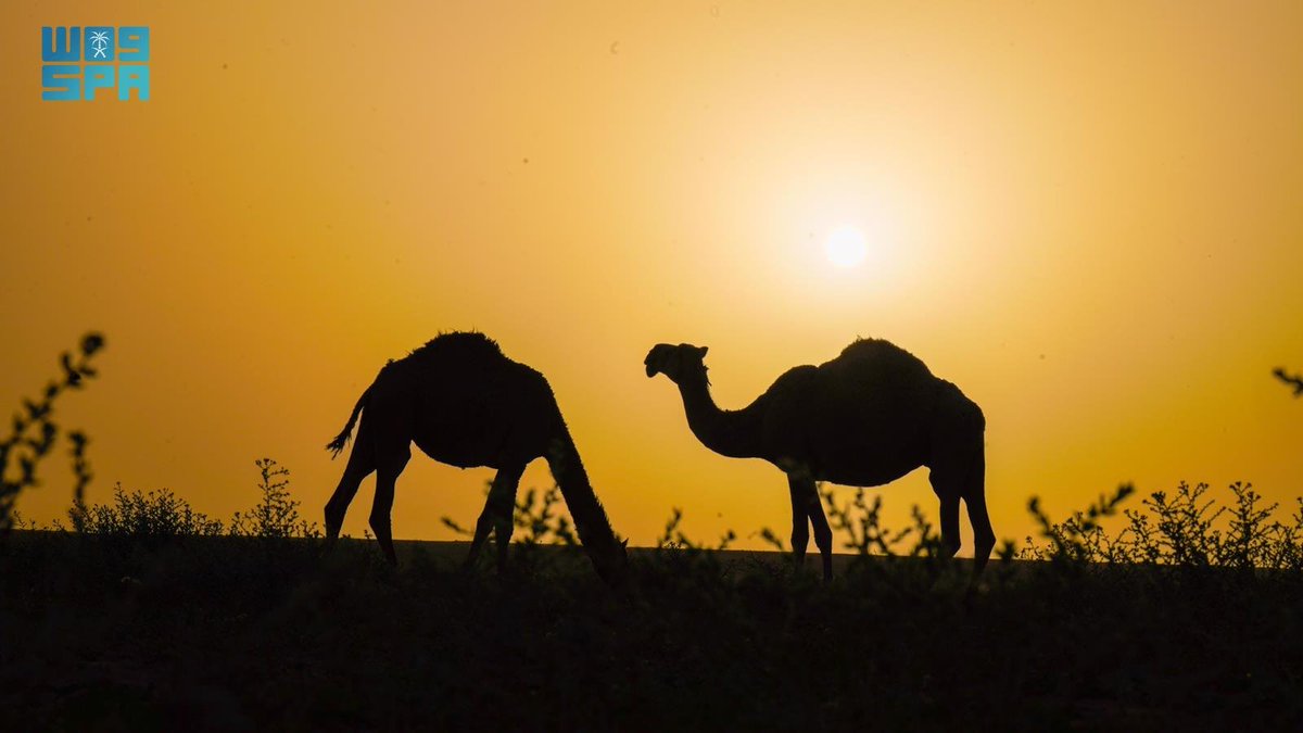 واس جودة الحياة tweet media
