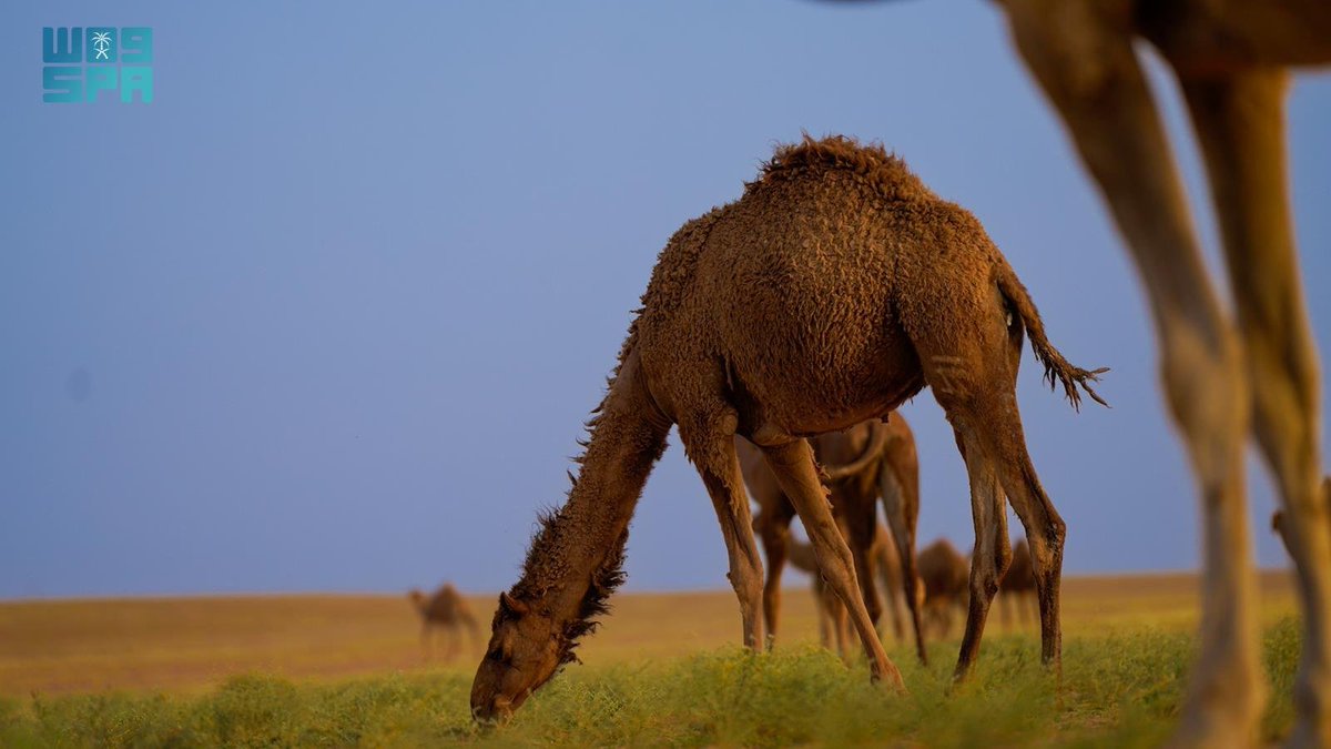 واس جودة الحياة tweet media