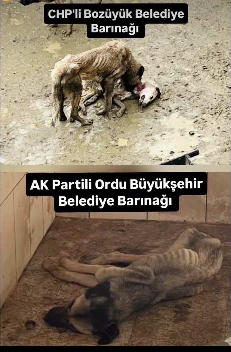 Cenk Eren tweet media