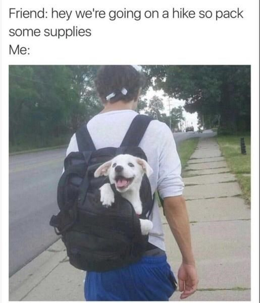 WholesomeMeme's tweet photo. https://t.co/3aajNlGYcN