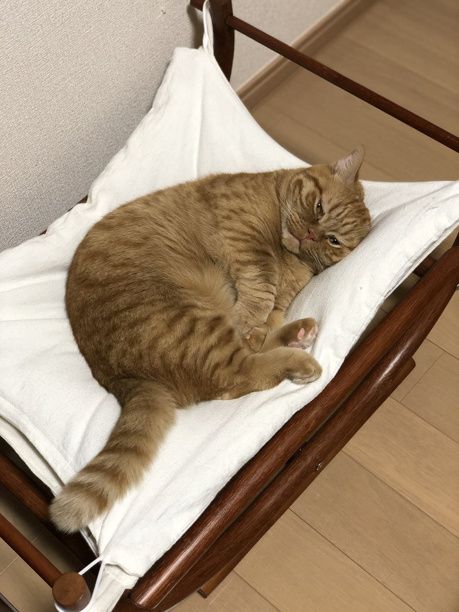 ちゃろこ🐈 tweet media