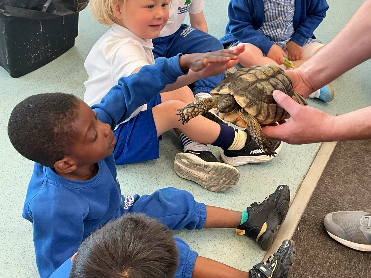 bpinfant's tweet photo. What a fantastic visitor we had at nursery today! 🕷️🐍🐸 The children loved meeting and holding spiders, snakes, frogs and lots of other amazing insects too. Such a fun, hands-on learning experience! #BPIEarlyYears #BPIScience https://t.co/eaAb5sn40J