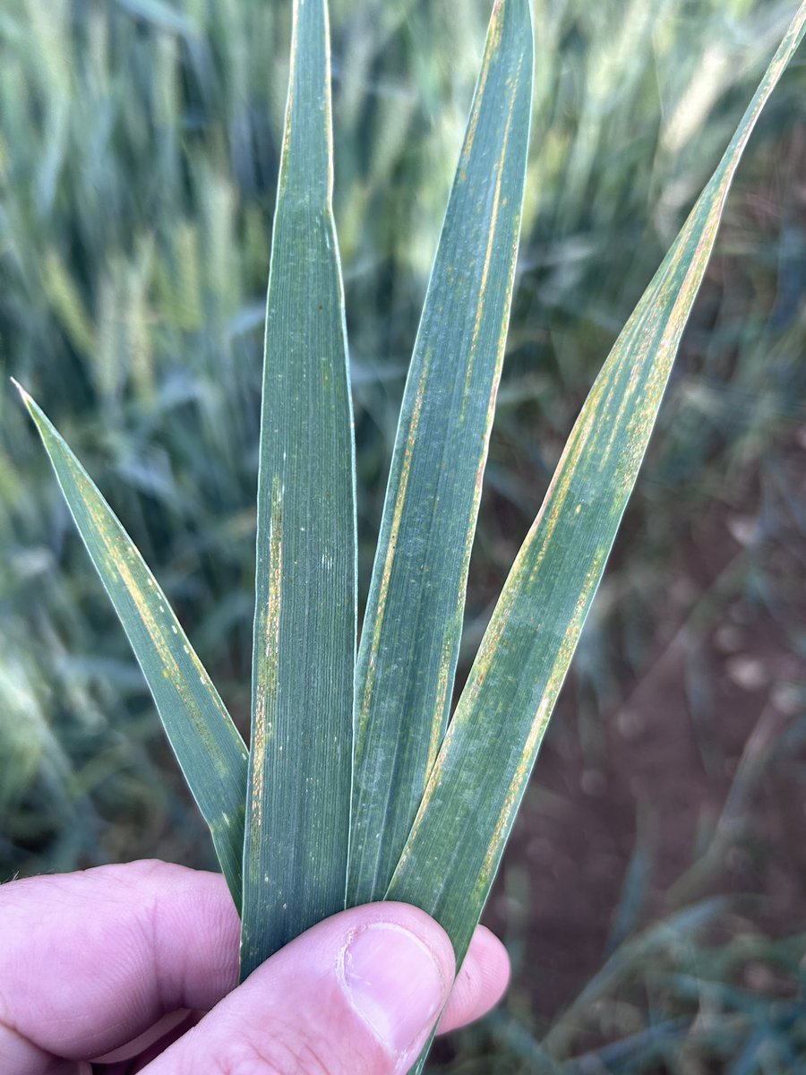 BONNIN1402's tweet photo. @OlivierCOSTE2 @intercereales @AGPB_Cerealiers @EricTHIROUIN @benoistcdric @AgroParisBourse @PortierArthur @PierreA_Marre @DaniauChristian @Agri_Gouv @TerrenetFR Peut-être un peu + d’espoir pour ce blé - en avance que l’orge lorsqu’il a replu dans ces sols superficiels.
La question de l’évolution de cette #RouilleJaune reste en suspend tandis que ce vendredi soir me semble bien calme sur LGV mais trop venté pour les cécidomyies.
#pk151 https://t.co/BOzLCrxeat