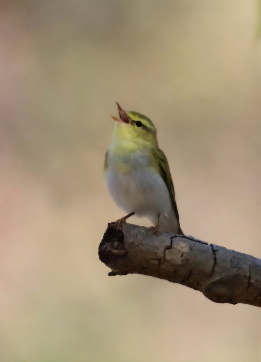 maryvanderes's tweet photo. #BirdsSeenIn2026
A photo to start the weekend with.....
#Fluiter
#Phylloscopus_sibilatrix
#Wood_Warbler in the #Netherlands.
📷 by Marchel Stienstra . https://t.co/1j541Ugvxp