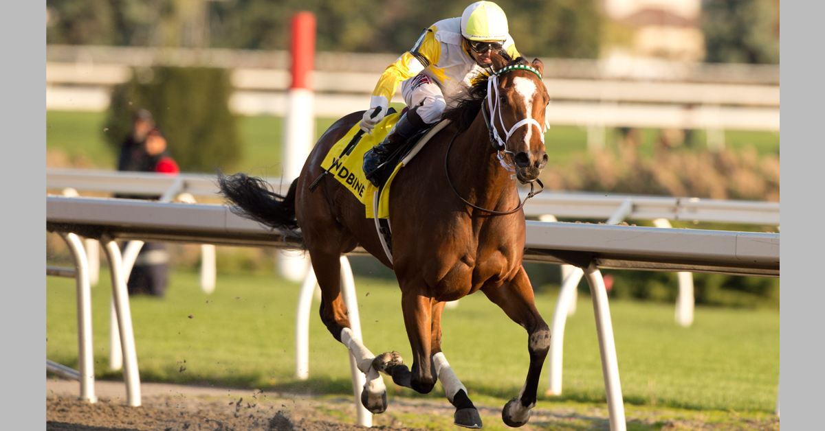 Canadian Thoroughbred tweet media