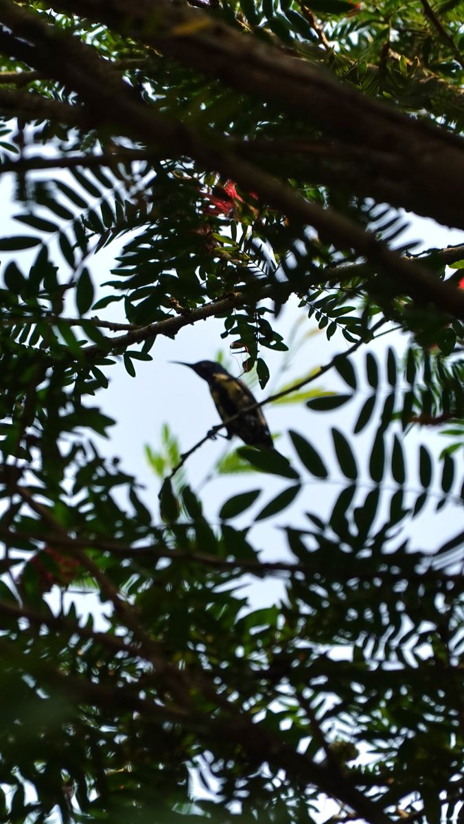 parthosarathi_b's tweet photo. Share your beautiful nature frames for #FrameItFriday 📸🌿 https://t.co/4mfvIFrDks