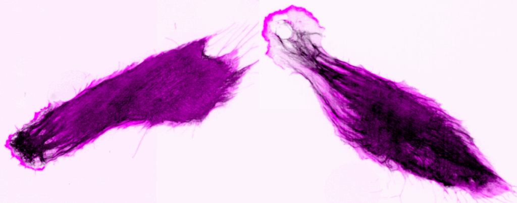 _BIST tweet picture