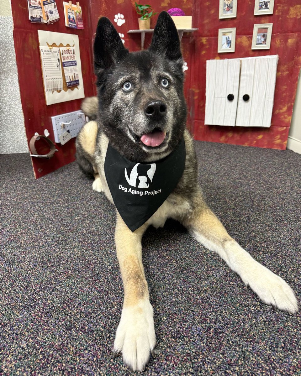 Dog Aging Project tweet media