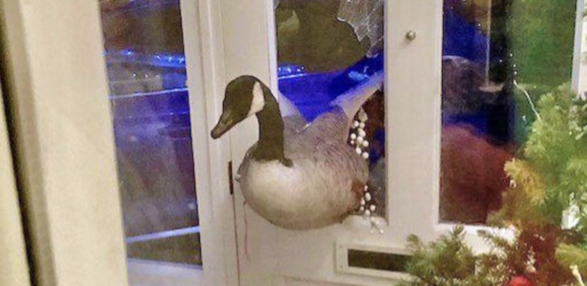 Darnald Duck tweet media