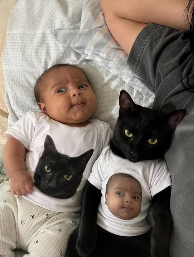 The Pets 𝕏 tweet media