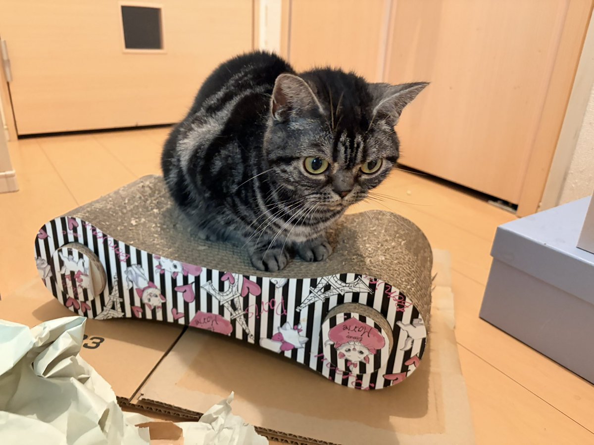 Raye0408's tweet photo. 新しいバリバリ(しかも王様の椅子仕様)をもらって、そっちがお気に入りだったから、ここ1年はとんと使ってなかったこちらのバリバリを処分しようとしたら大慌てでちょこんぬ。忘れてたんでしょうよ。

#ねこ #猫好きさんと繋がりたい #猫のいる暮らし https://t.co/PzlowksLZm