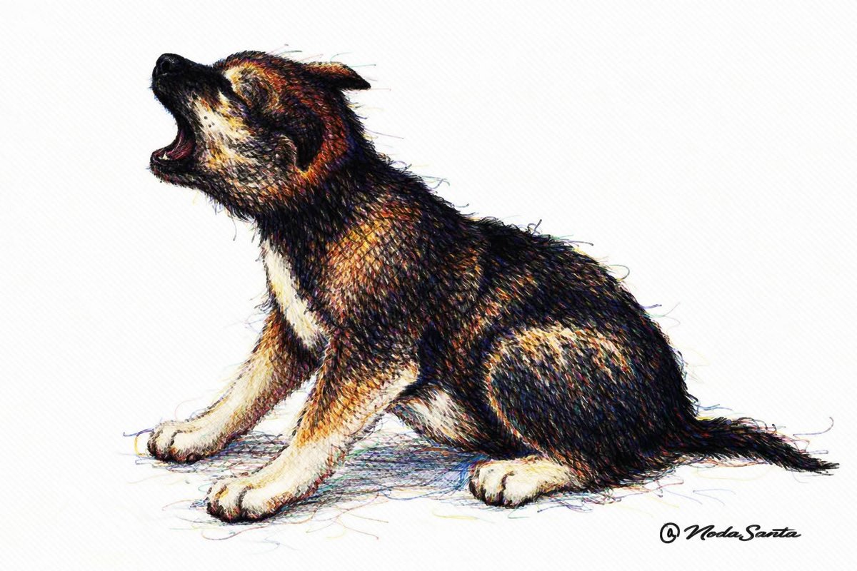 40年前に描いた色鉛筆画で「吠える犬」の絵ですが原画は家内の実家の