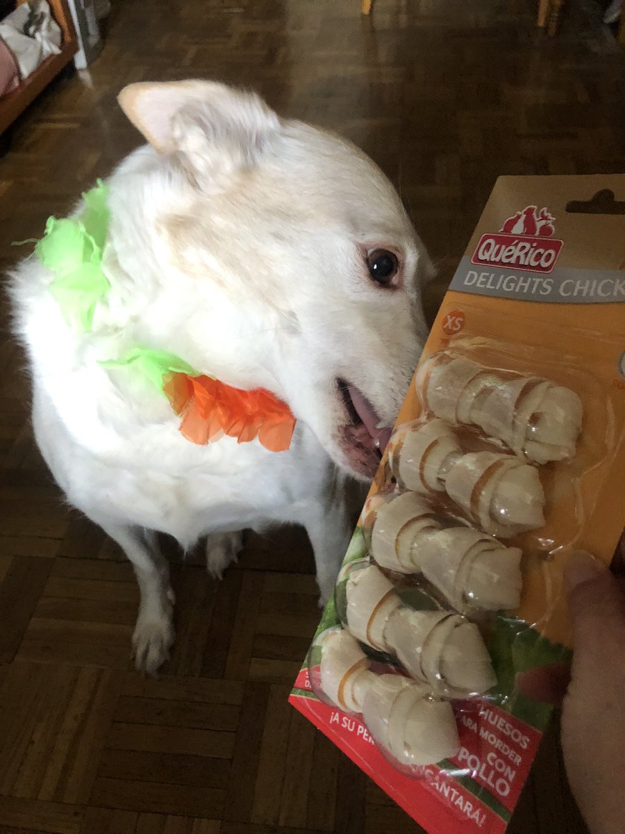 zombiewar771's tweet photo. Hoy cumple 8 añitos nuestra Nairobi, ¡muchas felicidades, esperamos que cumplas muchos pero que muchos más a nuestro lado! 🎁🐶🎂🎊🎉❤️😘 https://t.co/Xd8ih0EmJk
