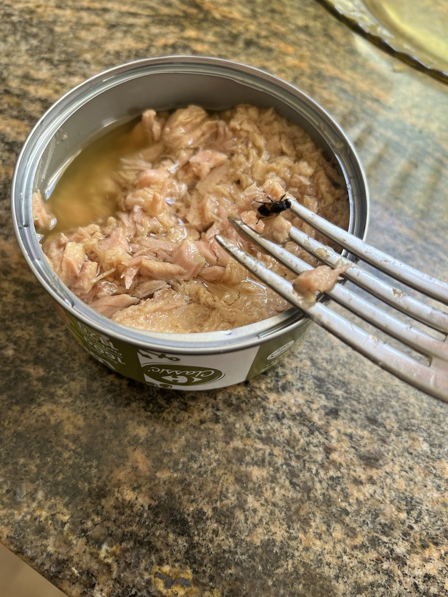 DeboKovac's tweet photo. Yo solo quería probar el nuevo atún en aceite de oliva del Carrefour pero al parecer trae más que atún 🤢🤢🤢 una mosca muerta adentro, cómo es posible esto???? Espero una respuesta urgente @carrefourarg @CarrefourSA https://t.co/UtBCxitg4m