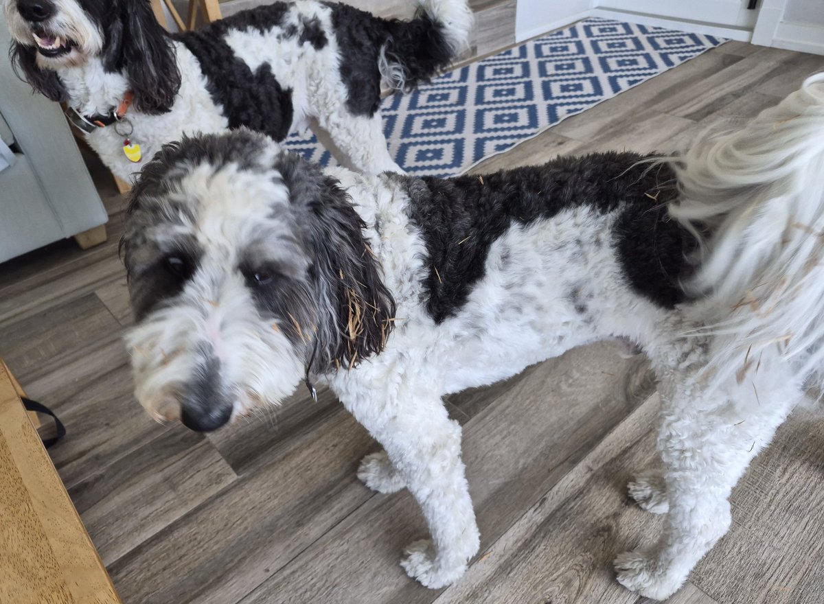 MooseTheCreekDog tweet media