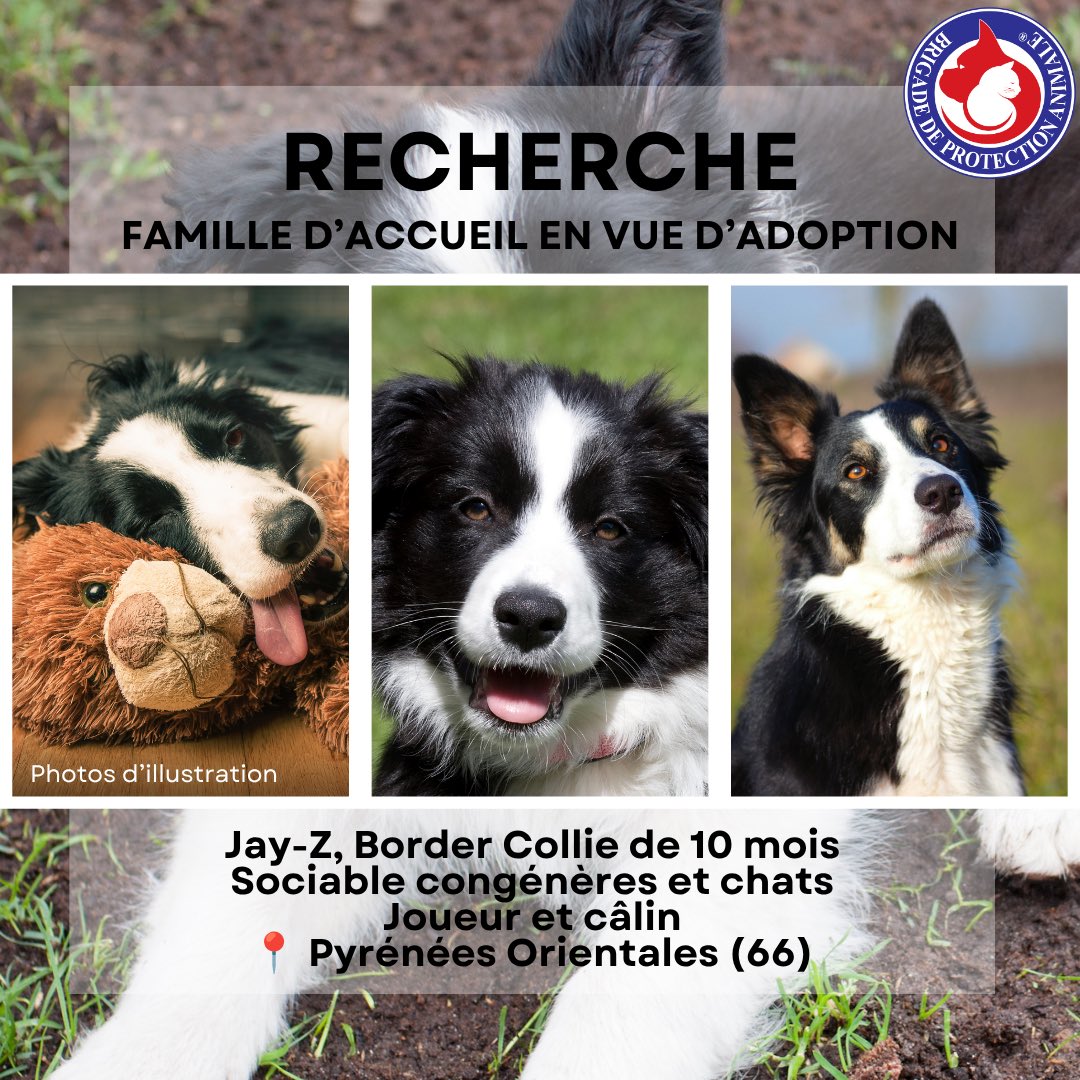 Brigade de Protection Animale – BPA tweet media