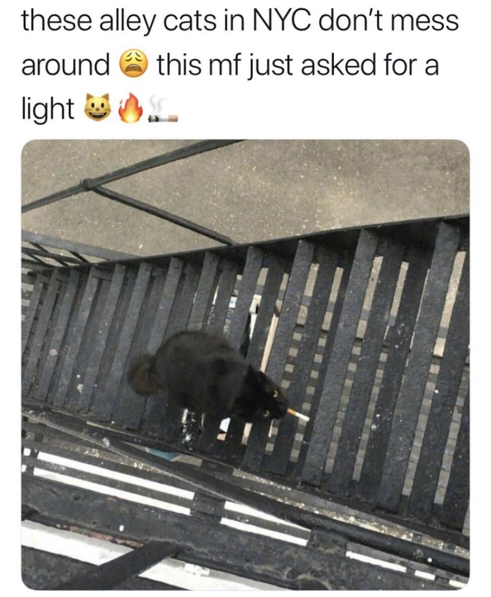 Lurker tweet media