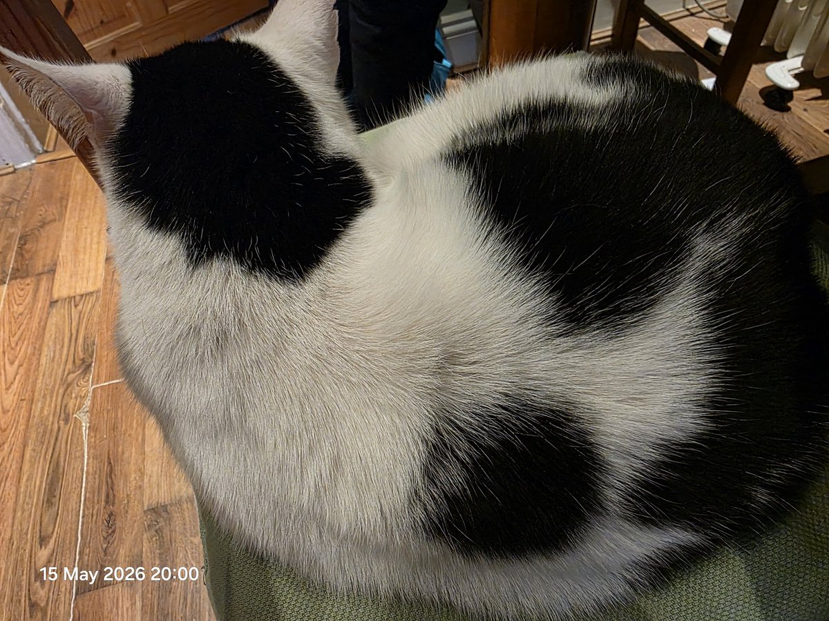 TsuiAllen's tweet photo. Very late #Purrsday and not quite #Caturday #mogshots #NotMyPet https://t.co/Nj4Bmf8dT5