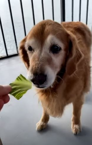 GoldenRatioOTD's tweet photo. 15/5/20 On this day: Swizzle was enjoying some salad, Brody was not enjoying anything 😠 https://t.co/7INEg66jAt