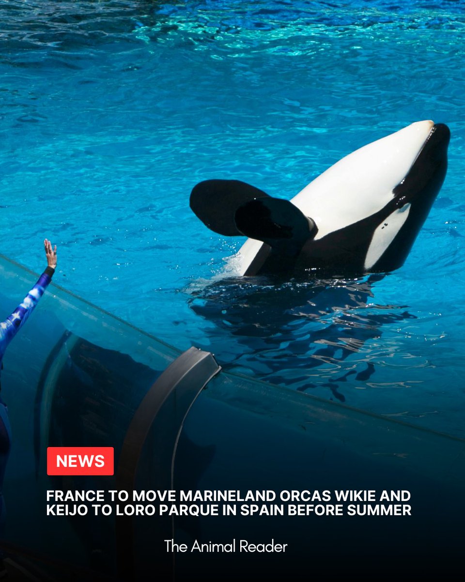 The Animal Reader News tweet media