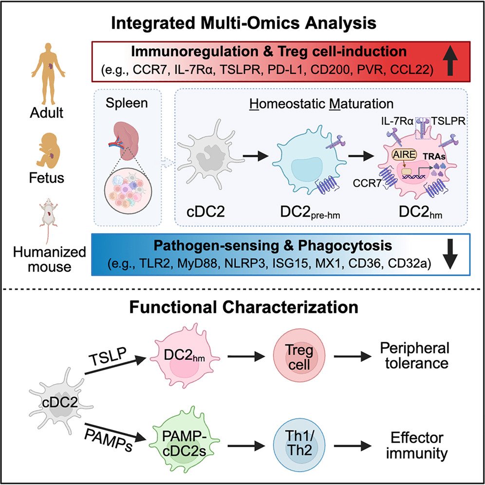 Immune_News's tweet photo. Through multi-omics analysis of human splenic #DendriticCell (DC) maturation trajectories, scientists identified a homeostatic maturation program in type 2 conventional DCs (cD2s). π§¬
π https://t.co/orWgzDKHSn
π Their findings identify homeostatically matured cD2s as potential mediators of human peripheral #tolerance.