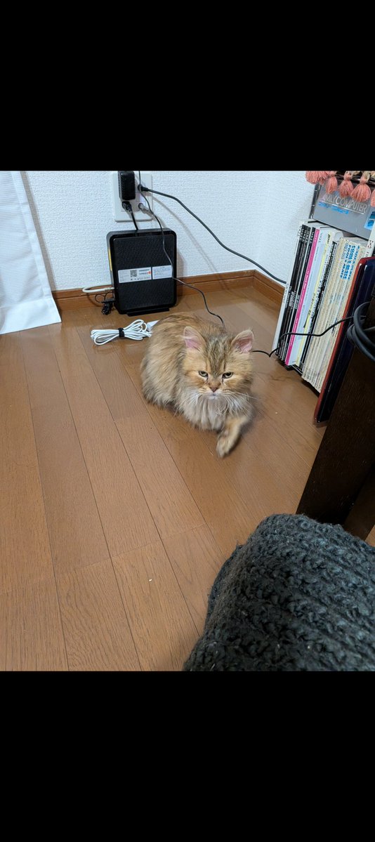 島田悟 tweet media