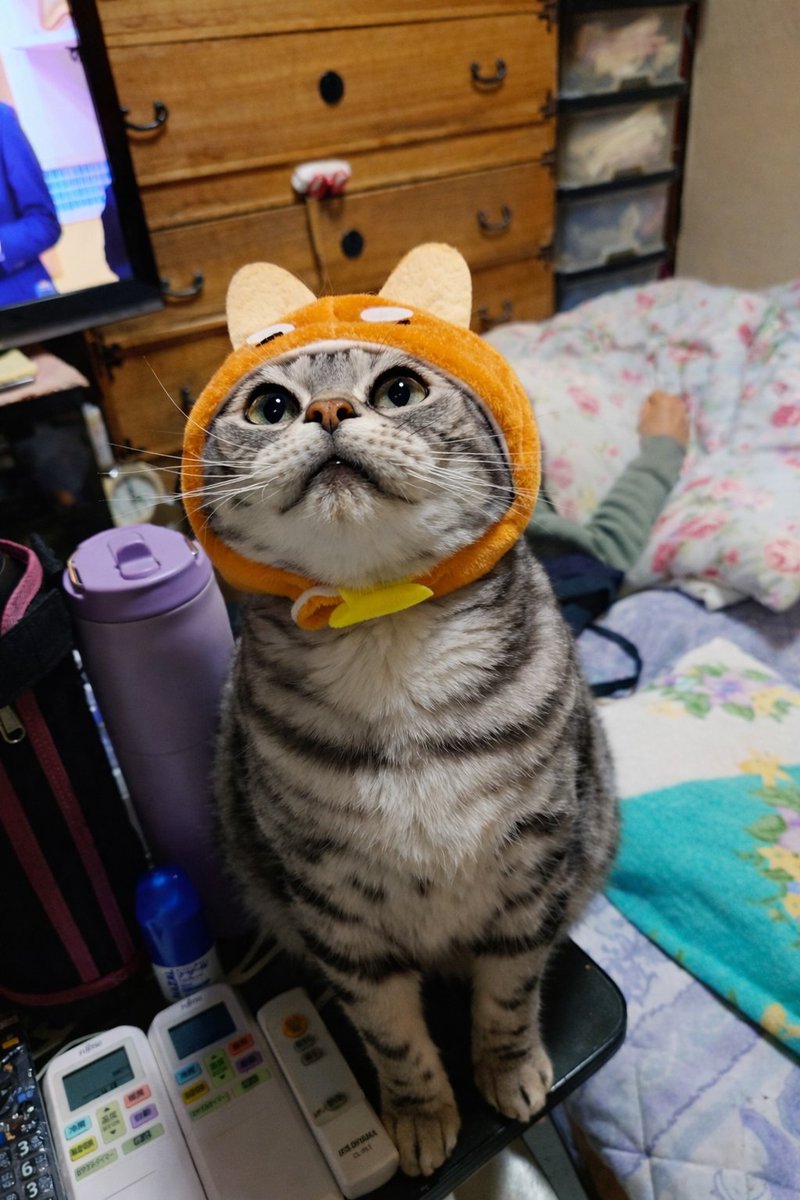 leon53880322's tweet photo. レオンう〜ん～～
ボク🐾なんか気になる
ニャ～🤣🤣🤣🤣🤣
特に上だぞ〜😱😱😱
まさかのオバケかしら😱 https://t.co/IWLJntf8MS