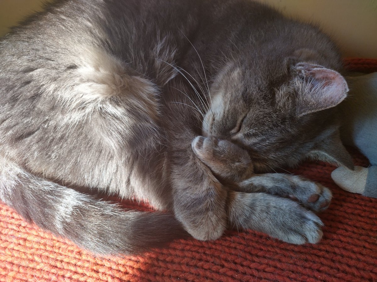 NinaNafo CrazyCatLadyFella tweet media