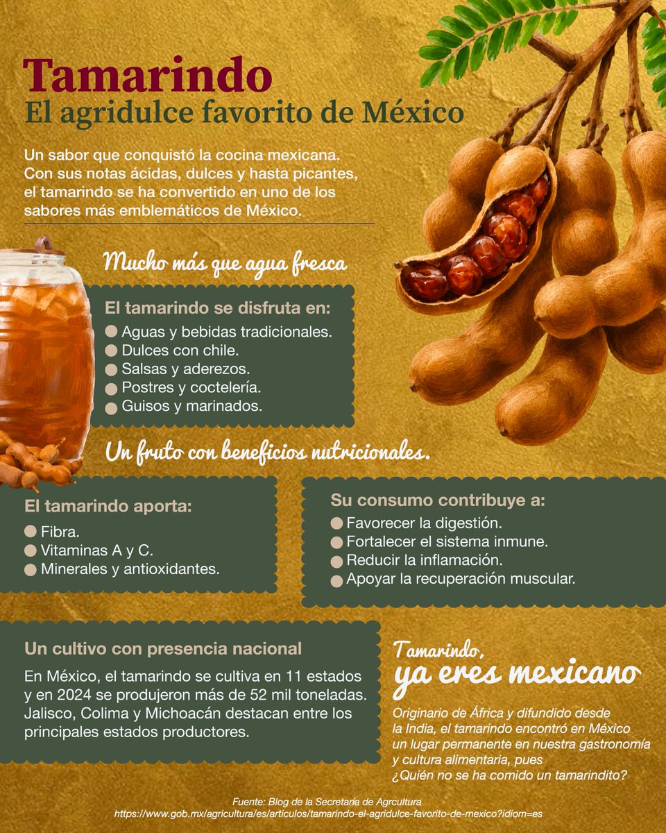 columbalopezg's tweet photo. El tamarindo es un #OrgulloDelCampo que recorrió un largo camino antes de convertirse en parte de la cocina mexicana.

Las y los invito a conocer más sobre un producto que gracias a su sabor único, se ha  convertido en uno de los frutos más populares en bebidas, dulces y platillos tradicionales.

#TransformandoElCampoMexicano

Leer más: https://t.co/RDfQpqKtEa