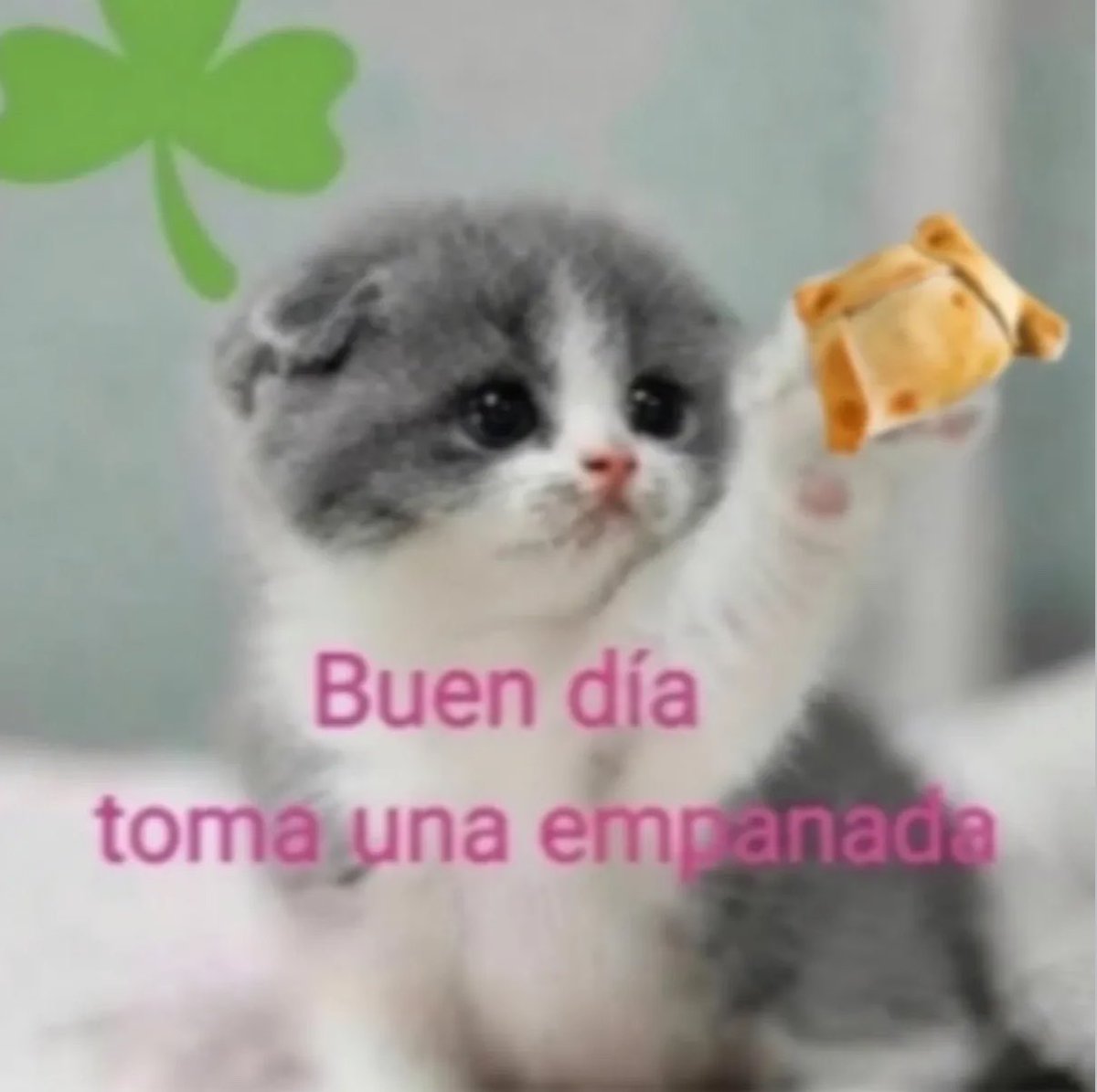 gatos fazendo gatices tweet media