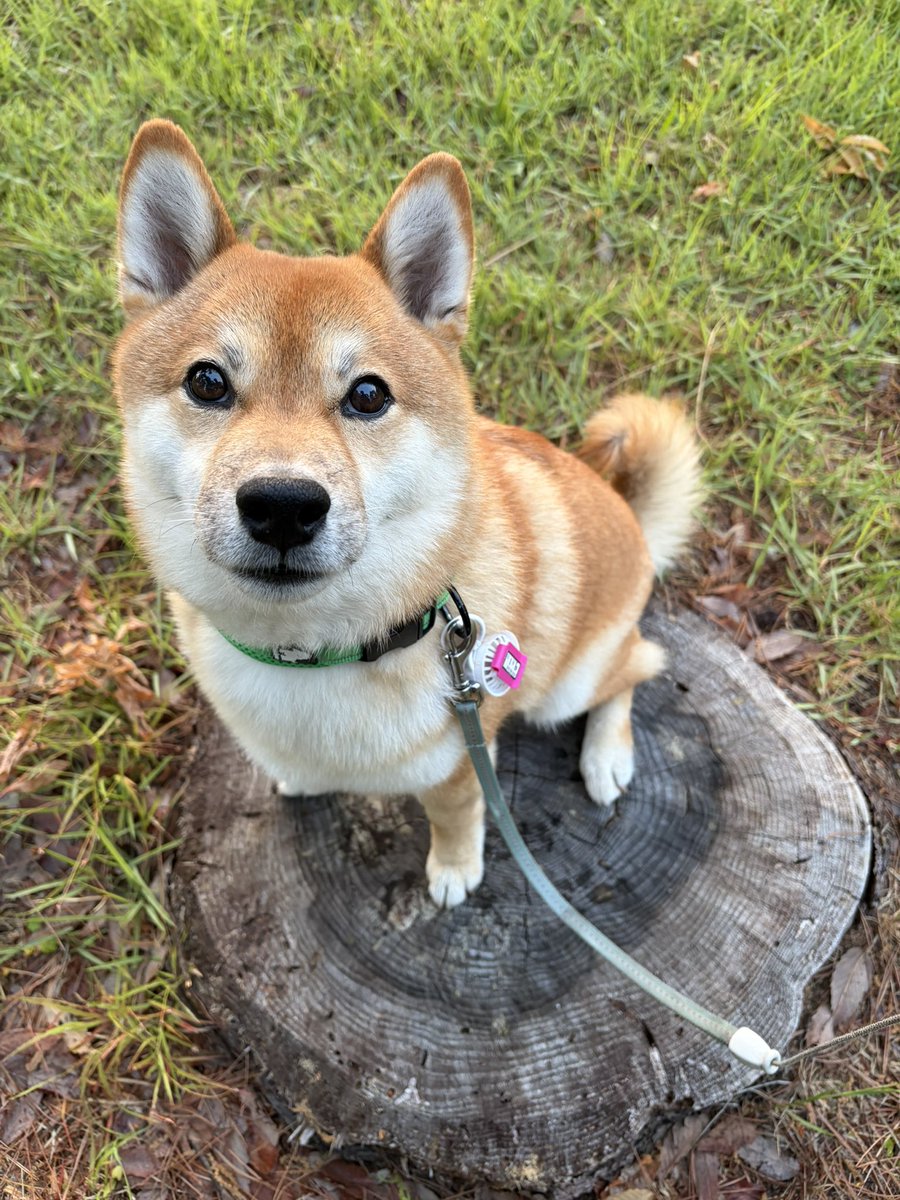豆柴の大和🐶 tweet media