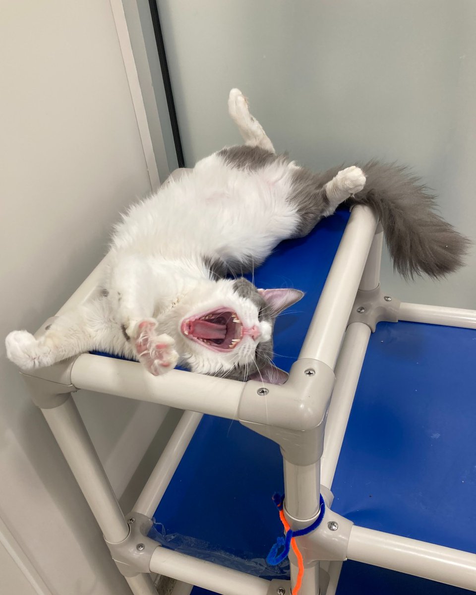 ASPCA tweet media