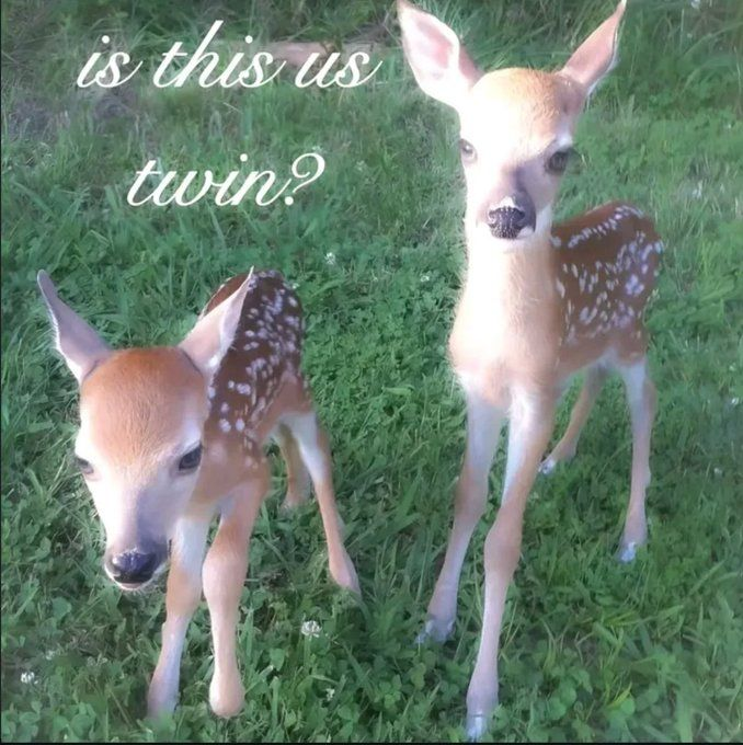 John fawn tweet media