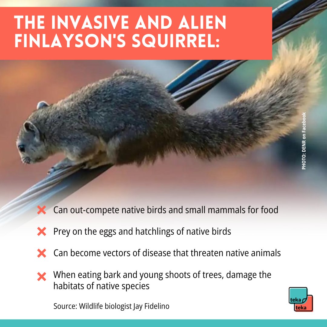 TekaTekaPod's tweet photo. Cute doesn't mean harmless. This is what an invasive squirrel does to a local ecosystem.
🎧https://t.co/fDdnxS1kIe | https://t.co/KaU2qCeAlJ https://t.co/JbLSPCDnAV