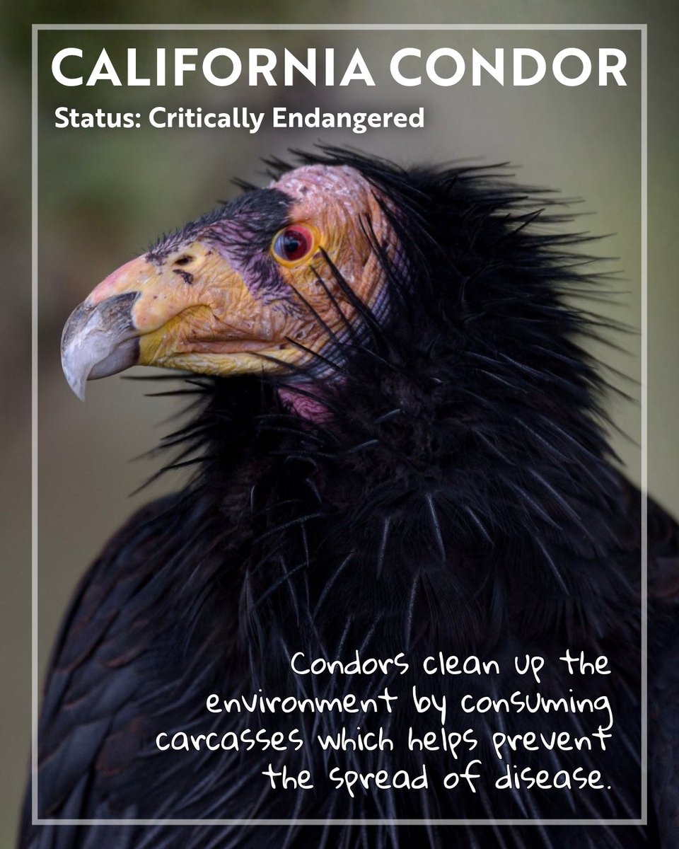 oakzoo's tweet photo. On #EndangeredSpeciesDay, we’re highlighting just a few of the millions of species that play a vital role in keeping ecosystems healthy. 

Swipe to learn why protecting them protects us all 👉 https://t.co/6y0Ww1wlIe