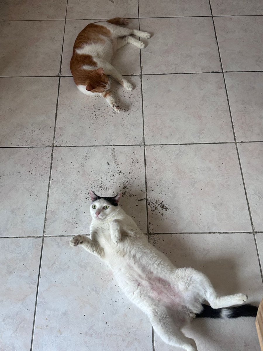 Ganteng-ganteng kucing tweet media