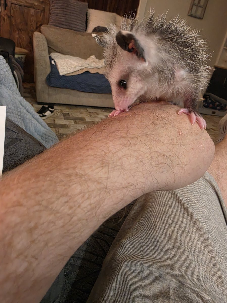 Ride_the_Snake's tweet photo. @Oilfield_Rando Possum brother https://t.co/ty3yKjmifC