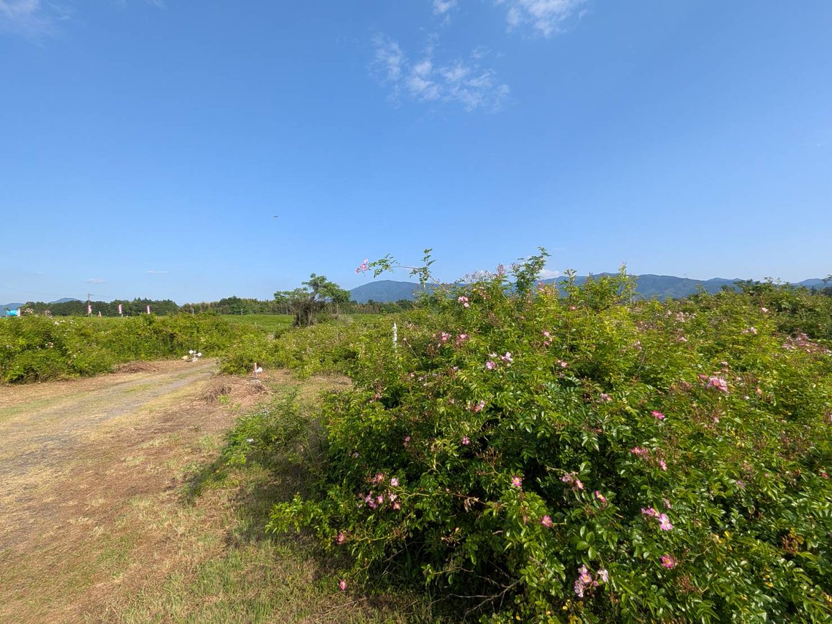 132basemuseum's tweet photo. ひみつ基地ミュージアムのレンタサイクルでツクシイバラの群生地へお出かけしてみませんか？※写真の１枚目はミュージアム。２枚目は昨日の群生地です🌹 https://t.co/BW1rbTBzOq