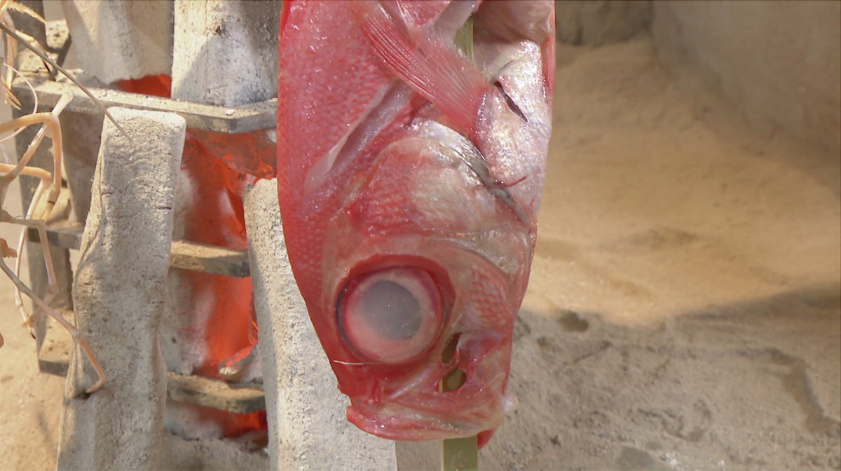金目鯛の原始焼き がイチオシです！ 市場から届く鮮度抜群の魚介が自慢