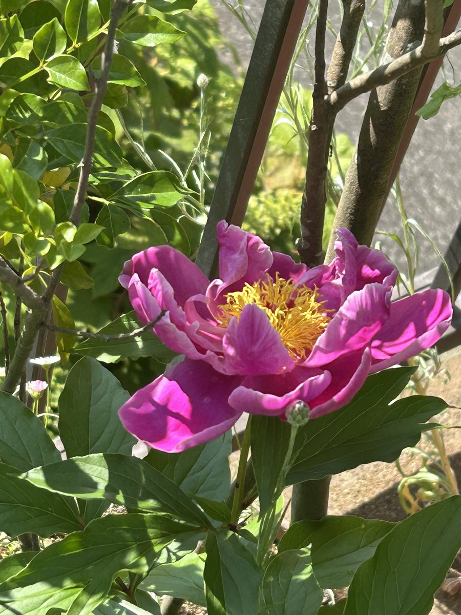 🎻🎸吉🚲🌷🥜 tweet media
